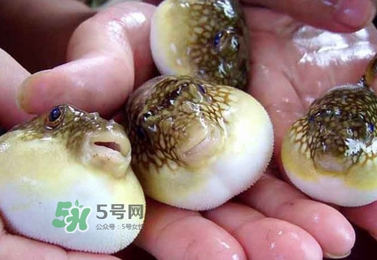 河豚哪里有毒？河豚毒素在哪