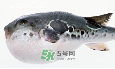河豚究竟有多好吃？河豚最毒的部位是哪里