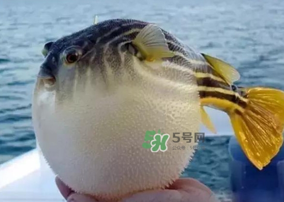 河豚魚(yú)多少錢(qián)一斤？河豚為什么會(huì)鼓起來(lái)