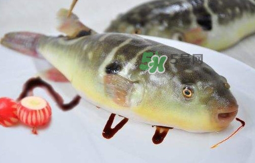 河豚魚是發(fā)物嗎？河豚魚為什么有毒