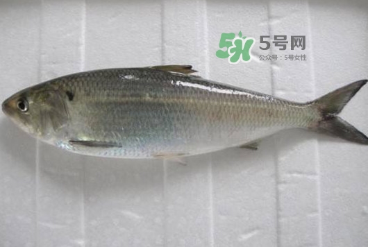 鰣魚多少錢一斤？長江鰣魚多少錢一斤2017