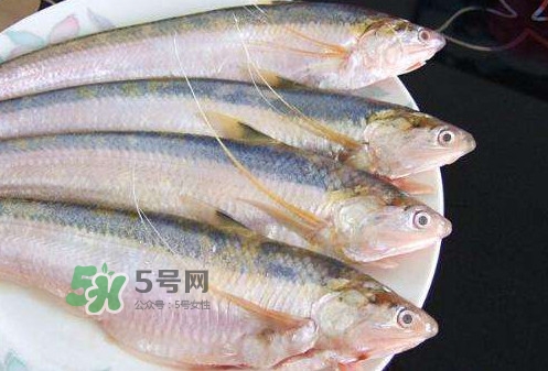 鰣魚刺多嗎？鰣魚可以養(yǎng)殖嗎
