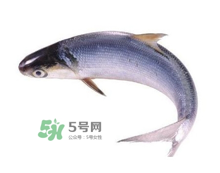 鰣魚和刀魚哪個(gè)貴？長江三鮮哪個(gè)最貴