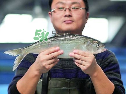 鰣魚與香魚怎么區(qū)分？鰣魚與香魚的區(qū)別