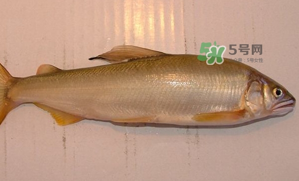 鰣魚與香魚怎么區(qū)分？鰣魚與香魚的區(qū)別