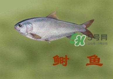 鰣魚和響魚是兩種魚嗎？鰣魚和鯽魚的區(qū)別