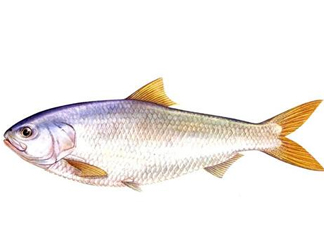 鰣魚刺多嗎？鰣魚可以養(yǎng)殖嗎