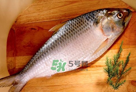 鰣魚怎么做好吃？鰣魚怎么處理