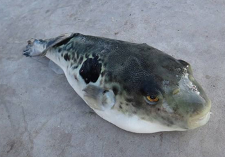 河豚魚(yú)怎么吃？河豚魚(yú)怎么去毒