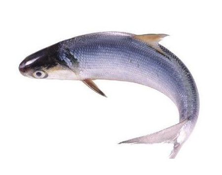 為什么吃清蒸海鰣魚都是半條？鰣魚有什么營養(yǎng)價值