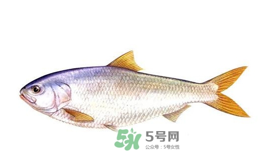 鰣魚(yú)的魚(yú)鱗能吃嗎？鰣魚(yú)為什么不去魚(yú)鱗