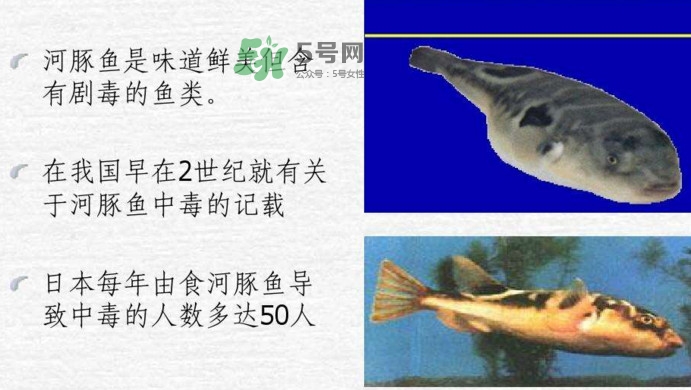 河豚中毒會產(chǎn)生幻覺嗎？河豚中毒多久發(fā)作