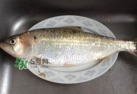 鰣魚怎么讀？鰣魚是什么魚