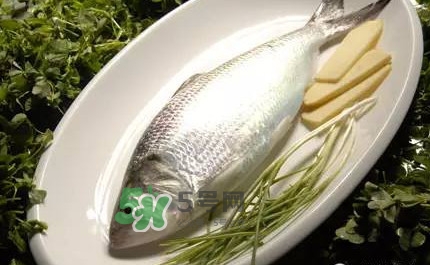 鰣魚(yú)的魚(yú)鱗能吃嗎？鰣魚(yú)為什么不去魚(yú)鱗