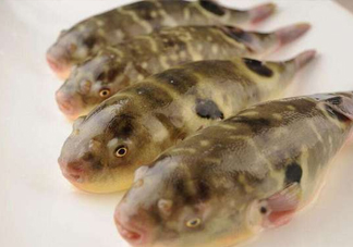 河鲀哪個部位有毒？河鲀哪個部位可以食用