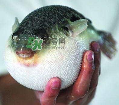 鰣魚和刀魚哪個(gè)貴？長江三鮮哪個(gè)最貴