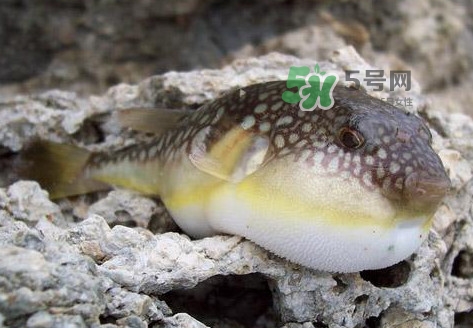 河豚究竟有多好吃？河豚最毒的部位是哪里