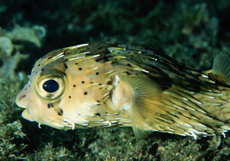 河豚魚(yú)是發(fā)物嗎？河豚魚(yú)為什么有毒