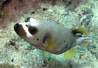 河豚魚(yú)是海鮮嗎？河豚魚(yú)是淡水魚(yú)嗎