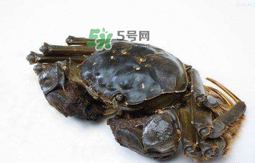 大閘蟹能活多久？大閘蟹可以活多久？