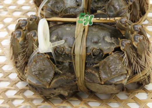大閘蟹能活多久？大閘蟹可以活多久？