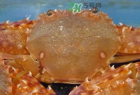 ?花蟹可以放冰箱嗎？花蟹怎么保存才新鮮？