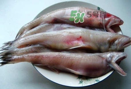 龍頭魚(yú)是什么魚(yú)？龍頭魚(yú)多少錢(qián)一斤？