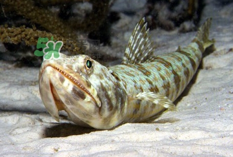龍頭魚是海魚嗎？龍頭魚是海鮮嗎