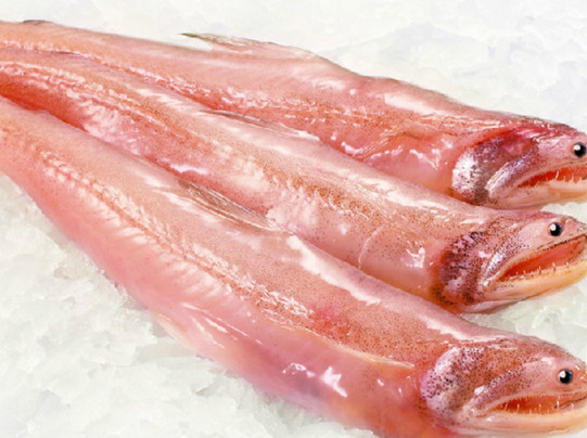 龍頭魚有刺嗎？龍頭魚有魚鱗嗎