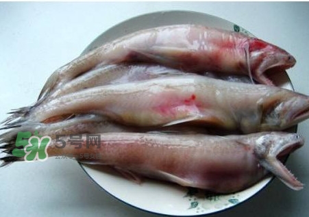 龍頭魚可以冷凍嗎？龍頭魚怎么保存