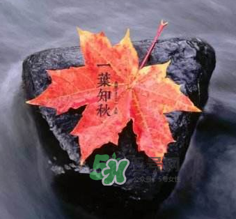立秋后是不是早晚天氣涼？立秋后天氣有什么變化？
