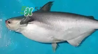 龍利魚(yú)怎么挑選？龍利魚(yú)與越南巴沙魚(yú)的區(qū)別