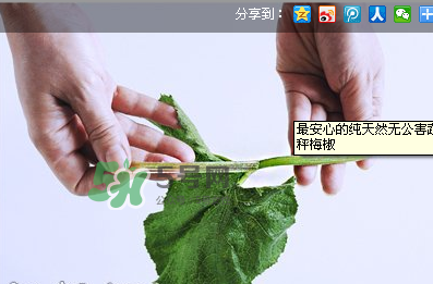 南瓜苗怎么做好吃？南瓜苗怎么撕？