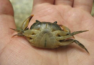 海螃蟹死了還能吃嗎？海螃蟹死了多久還能吃？