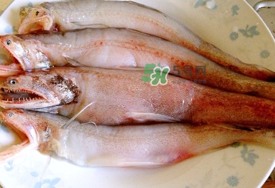 龍頭魚(yú)是什么魚(yú)？龍頭魚(yú)多少錢(qián)一斤？
