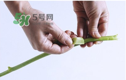 南瓜苗怎么做好吃？南瓜苗怎么撕？