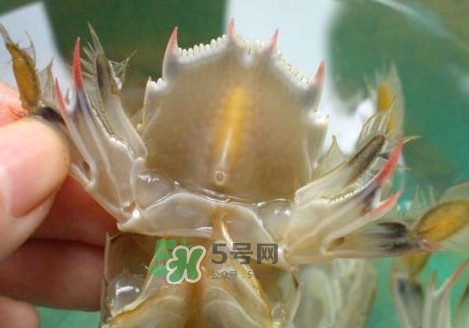 蝦蛄怎么吃？蝦蛄怎么做好吃？