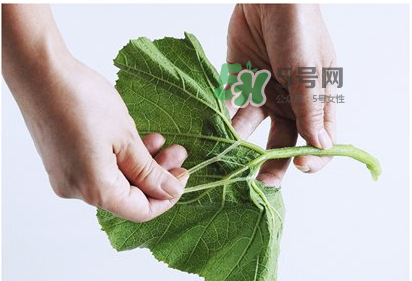 南瓜苗怎么做好吃？南瓜苗怎么撕？
