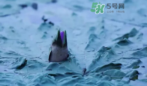 雞頭米是什么？雞頭米是芡實(shí)嗎