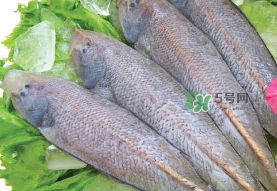 龍利魚有刺嗎？龍利魚有魚鱗嗎