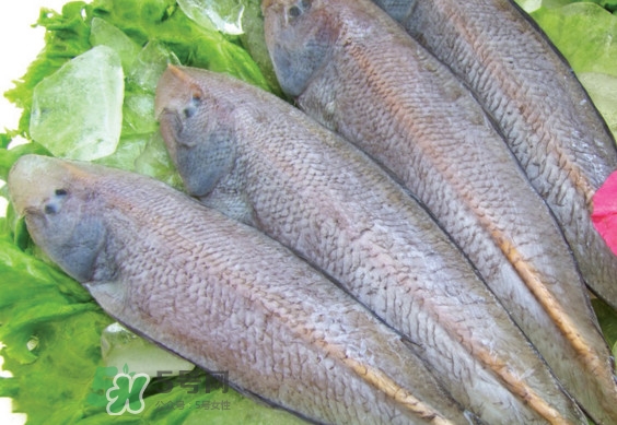 龍利魚(yú)有寄生蟲(chóng)嗎？龍利魚(yú)有假的嗎