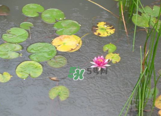 2017處暑會下雨嗎？處暑會下雨好嗎？