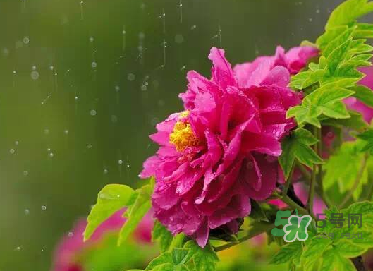 2017處暑會下雨嗎？處暑會下雨好嗎？