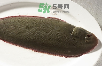 活的龍利魚怎么保存？新鮮龍利魚能放多久