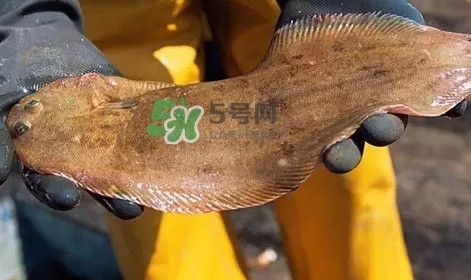 龍利魚(yú)是淡水魚(yú)嗎？龍利魚(yú)是巴沙魚(yú)嗎
