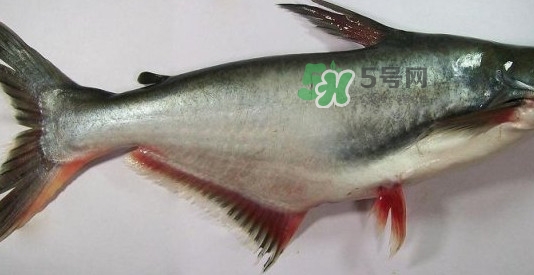 龍利魚(yú)是淡水魚(yú)嗎？龍利魚(yú)是巴沙魚(yú)嗎
