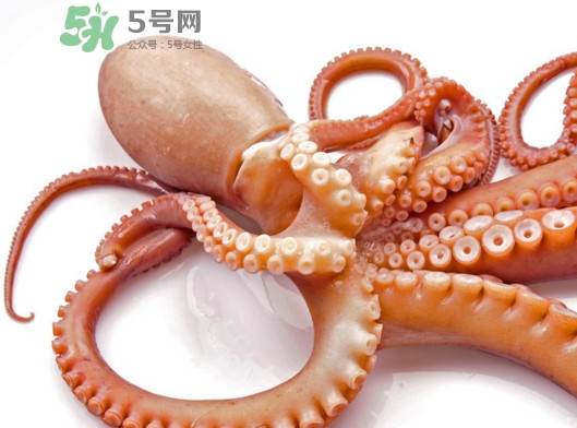 章魚血是什么顏色？章魚血為什么是藍色？