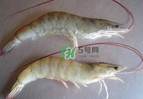 白蝦有寄生蟲嗎？如何選購新鮮的蝦