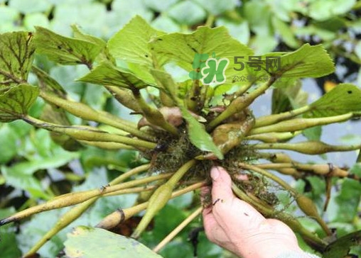 紅菱怎么種植？新鮮紅菱怎么保存