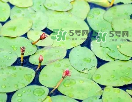 莼菜怎么讀？莼菜是哪里的特產